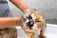 Как и зачем купать кошку